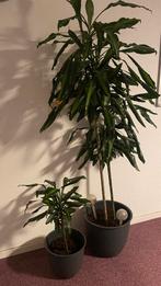 Drakenboom - kamerplant, Huis en Inrichting, Kamerplanten, Overige soorten, 100 tot 150 cm, Halfschaduw, In pot