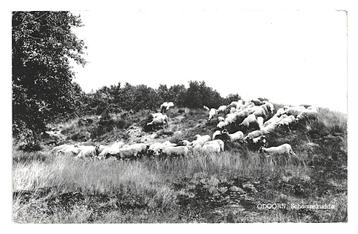 943197 Odoorn Drenthe 1974 gel in 81 Schaapskudde Gelopen  beschikbaar voor biedingen