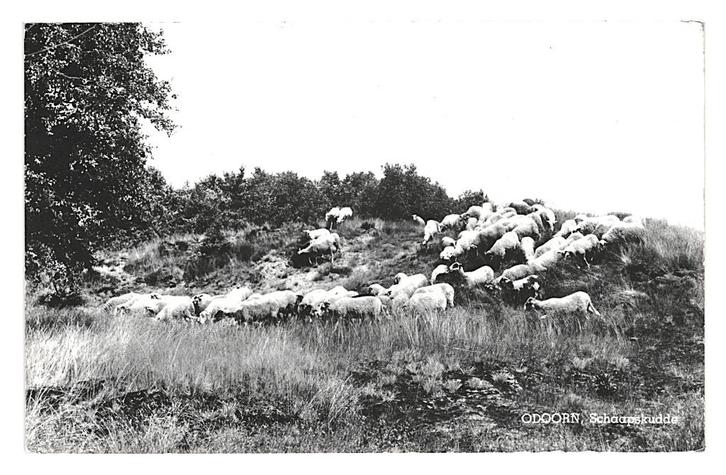943197 Odoorn Drenthe 1974 gel in 81 Schaapskudde Gelopen, Verzamelen, Ansichtkaarten | Nederland, Gelopen, Drenthe, 1960 tot 1980
