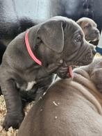 Raszuivere cane corso pups met FCI stamboom, Dieren en Toebehoren, Honden | Bulldogs, Pinschers en Molossers, CDV (hondenziekte)