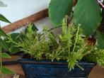 Rhipsalis mesembryanthemoides, Ophalen of Verzenden, Overige soorten, Volle zon