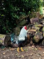 Wyandotte haantjes zilver berken!, Dieren en Toebehoren, Pluimvee, Mannelijk, Kip