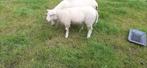 Noordhollander ramlam dekram, Dieren en Toebehoren, Schapen, Geiten en Varkens, Mannelijk, Schaap