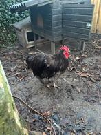 Twee hanen, Mannelijk, Kip