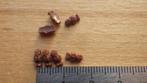 Poppenhuis: Snoep: Chocolade Popjes s737, Ophalen of Verzenden, Nieuw, Poppenhuis