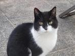 Gezocht: Nieuw rustig huisje voor onze Pablo, Dieren en Toebehoren, Katten en Kittens | Overige Katten, Kater, Kortharig, 6 jaar of ouder