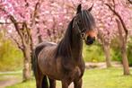 Super luxe C pony merrie, Dieren en Toebehoren, Pony's, Merrie, C pony (1.27m tot 1.37m), Dressuurpony