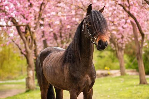 Super luxe C pony merrie, Dieren en Toebehoren, Pony's, Merrie, C pony (1.27m tot 1.37m), Dressuurpony