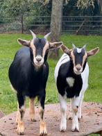 Te koop 2 erg lieve dwerg X toggenburger geitjes, Dieren en Toebehoren, Vrouwelijk, Geit, 0 tot 2 jaar