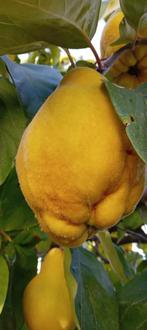 Aanbieding 10 aparte soorten fruitbomen halfstam, Tuin en Terras, Lente, Overige soorten, In pot, Ophalen of Verzenden