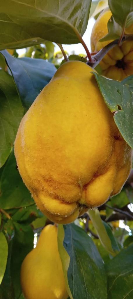 Aanbieding 10 aparte soorten fruitbomen halfstam, Tuin en Terras, Planten | Fruitbomen, Overige soorten, 100 tot 250 cm, Lente