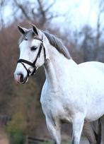 Knappe brave 11 jarige E-pony merrie, Dieren en Toebehoren, B, Gechipt, 11 jaar of ouder, Merrie