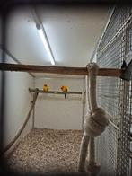 1-1 Zonparkieten 2022, Meerdere dieren, Papegaai, Geringd