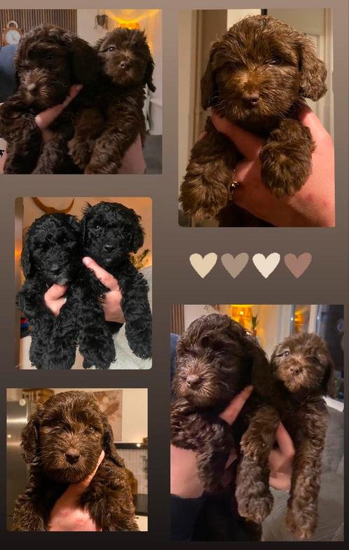 Leukste liefste Labradoodle pups 🐾🤎🐾, Dieren en Toebehoren, Honden | Retrievers, Spaniëls en Waterhonden, Meerdere dieren, Overige rassen