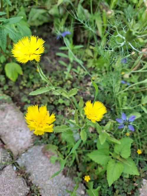 Korenbloem Geel, Tuin en Terras, Bloembollen en Zaden, Zaad, Voorjaar, Volle zon, Ophalen of Verzenden