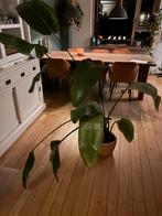 Strelitzia Nicolai - 180cm hoog, Tuin en Terras, Vaste plant, Bloeit niet, Halfschaduw, Ophalen