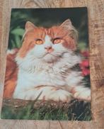 Mooie rood witte fluffy kat (ansichtkaart), Verzenden, Ongelopen, Hond of Kat