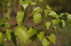 Ruwe Berk (Betula pendula) te koop, Tuin en Terras, Planten | Bomen, Lente, 100 tot 250 cm, Volle zon, In pot