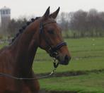 Stalling in eigen beheer gezocht! Of een unit, Dieren en Toebehoren, Stalling