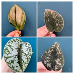 Scindapsus Moonlight, Silvery Ann, Silver Cloud, Argyraeus, Huis en Inrichting, Kamerplanten, Ophalen of Verzenden, Halfschaduw