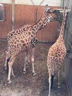 Wildlands kortingscodes, Drie personen of meer, Kortingskaart