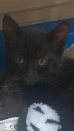 Kruising ragdol europees korthaar, Poes, Langharig, 0 tot 2 jaar