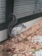 Doralis  eekhoorns, Dieren en Toebehoren, Juni, Meerdere dieren, Overige typen