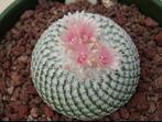 mammillaria micromeris zaden (cactus), Ophalen of Verzenden, Cactus, Minder dan 100 cm, Volle zon