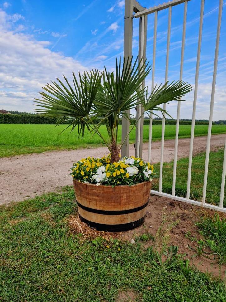 Halve eiken wijnvaten - bloembak - plantenbak - tuin, Tuin en Terras, Bloembakken en Plantenbakken, Nieuw, Hout, Binnen, Balkon