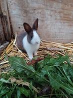 Hollander konijnen raszuiver, Dieren en Toebehoren, Konijnen, Meerdere dieren, Dwerg