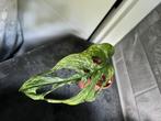 Monstera adansonni mint (monkey leaf) gewortelde stek in pot, Ophalen of Verzenden, In pot, Halfschaduw, Minder dan 100 cm