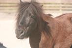 Verzorger gezocht, Diensten en Vakmensen, Dieren | Paarden | Verzorging, Oppas en Les, Verzorging of Verzorgpony's