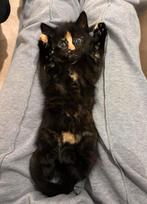 Knuffelige Kittens Klaar voor hun Nieuwe Avontuur!, Dieren en Toebehoren, Meerdere dieren, 0 tot 2 jaar