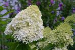 Pluimhortensia, Ophalen, Hortensia, Struik, Minder dan 100 cm