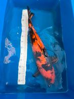 Hi Utsuri 60 cm, Dieren en Toebehoren, Karper of Koi