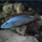Malawi Cichliden: Dimidiochromis compressiceps, Dieren en Toebehoren, Vis, Zoetwatervis