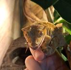 Super dalmation vrouw uit 2020 met complete terrarium, Dieren en Toebehoren, Met terrarium, 3 tot 6 jaar