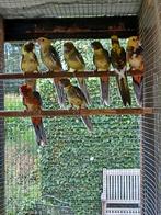 Pennant rosella mutaties uit roodbont x roodbont, Meerdere dieren, Parkiet