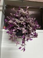 Tradescantia mundula ‘ Fairy wings’, Ophalen of Verzenden, Overige soorten, Halfschaduw, Minder dan 100 cm