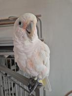 Hele lieve en tamme Goffins kaketoe - huiskamervogel - Cites, Dieren en Toebehoren, Vogels | Parkieten en Papegaaien, Mannelijk