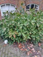 Grote hortensia, Tuin en Terras, Planten | Tuinplanten, Ophalen, Vaste plant