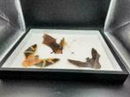 XXL Box Opgezette Vleermuizen 50CM! / Vleermuis Bat, Ophalen of Verzenden, Nieuw, Insect, Opgezet dier