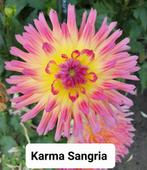 dahlia knollen diverse kleuren, Tuin en Terras, Bloembollen en Zaden, Ophalen of Verzenden, Voorjaar, Volle zon, Knol