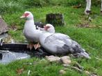 2 tamme muskuseenden, vrouwtjes, Dieren en Toebehoren, Mannelijk, Kip