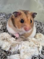 Jonge Goudhamsters, Dieren en Toebehoren, Hamster, Mannelijk, Juli, Tam