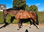 Lieve ruin te koop, Dieren en Toebehoren, Paarden, Springpaard, Gechipt, Ruin, 170 tot 175 cm