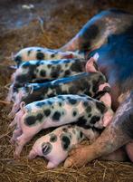 Mooie Bentheimer X Pietrain biggen ter reservering, Dieren en Toebehoren, Schapen, Geiten en Varkens