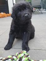 Golden Sheperd pup (kruising Duitse Herder/Golden Retriever), Dieren en Toebehoren, Honden | Herdershonden en Veedrijvers, Reu