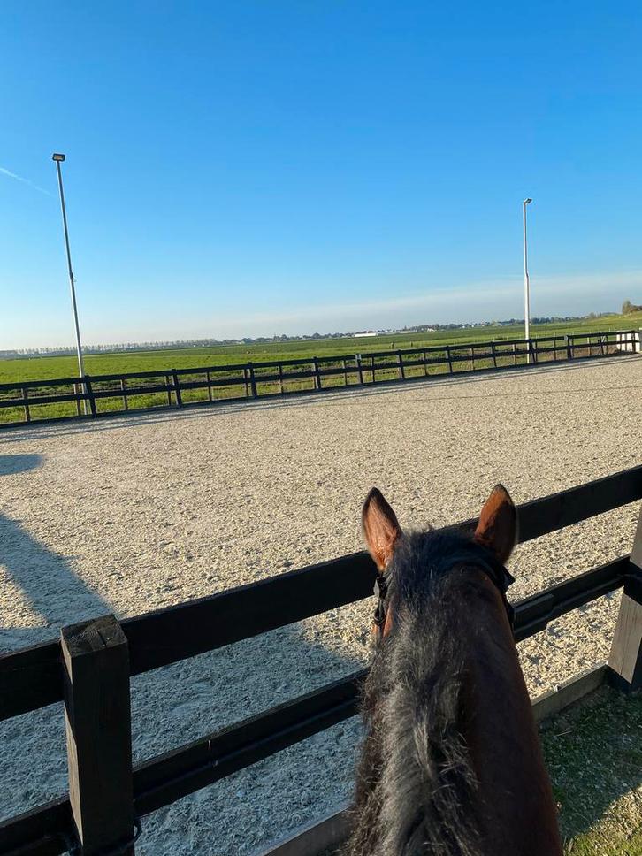 Box beschikbaar op prachtige pensionstal in Woubrugge ZH, Dieren en Toebehoren, Stalling en Weidegang, Stalling, Weidegang, Toebehoren