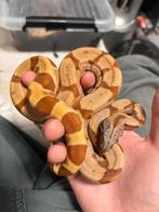 Hypo Jungle Boa Het Dutch Pastel 2025, Dieren en Toebehoren, Reptielen en Amfibieën, Slang, Tam, 0 tot 2 jaar
